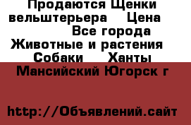 Продаются Щенки вельштерьера  › Цена ­ 27 000 - Все города Животные и растения » Собаки   . Ханты-Мансийский,Югорск г.